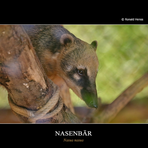 Nasenbär im Saarbrücker Zoo