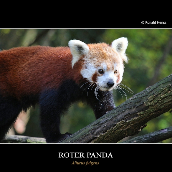 Roter Panda im Saarbrücker Zoo