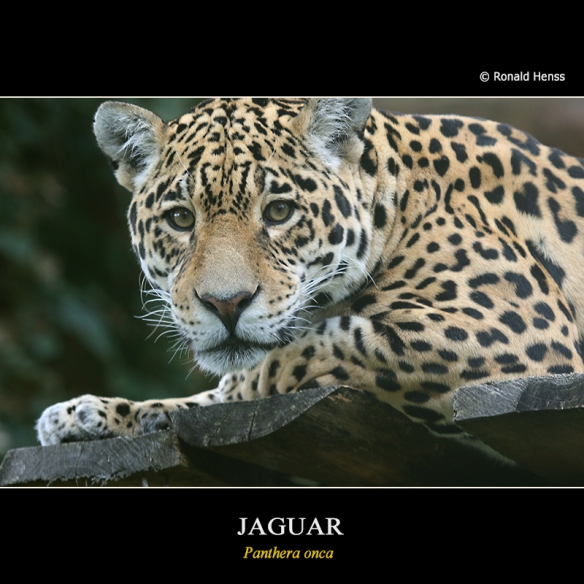 Tiere Raubtiere Jaguar